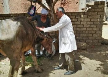 جامعة الزقازيق توجه قافلة بيطرية لقرية تل مسمار