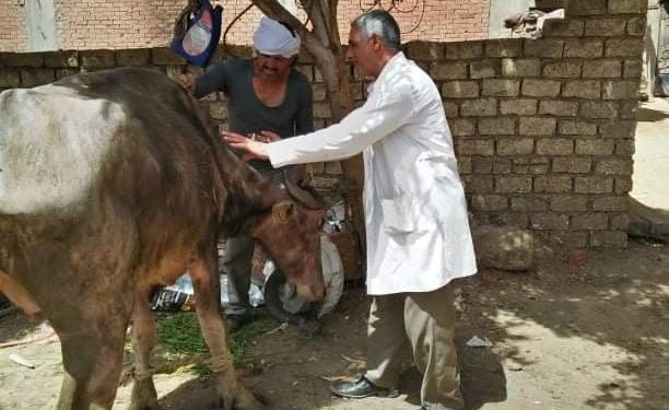 جامعة الزقازيق توجه قافلة بيطرية لقرية تل مسمار