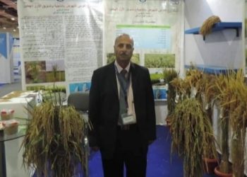 حمدي الموافي..استنبط 20 صنف من الأرز وحصد الميدالية الذهبية 2022
