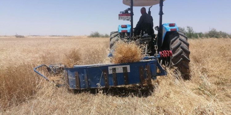 بدء موسم حصاد القمح بمركز التجارب بجامعة المنيا