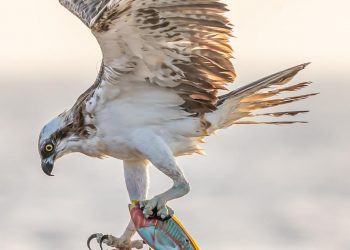 أكاديمية البحث العلمي تعلن فوز 19 متسابق في مسابقة الصور العلمية