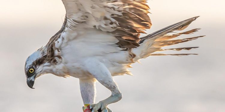 أكاديمية البحث العلمي تعلن فوز 19 متسابق في مسابقة الصور العلمية