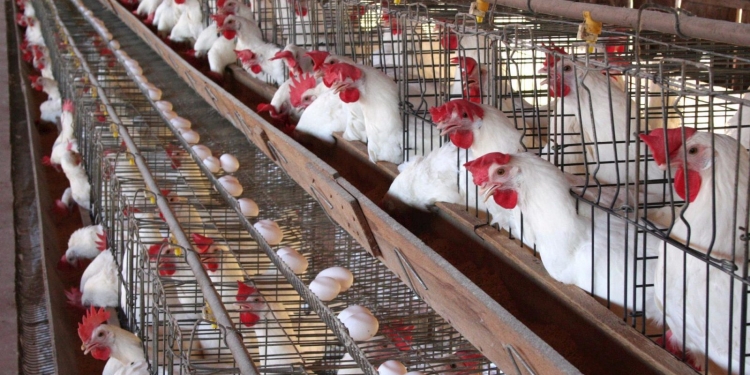 أول رد رسمي من الحكومة حول وجود لفيروسات الدواجن وزيادة نسب النفوق 