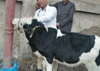 جامعة الزقازيق تطلق قافلة بيطرية لقرية أولاد سيف مركز بلبيس بالشرقية