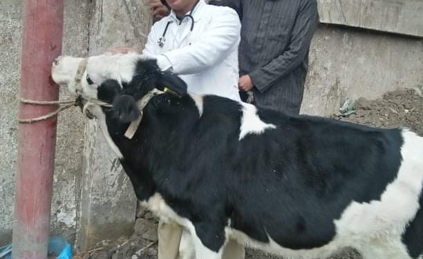 جامعة الزقازيق تطلق قافلة بيطرية لقرية أولاد سيف مركز بلبيس بالشرقية