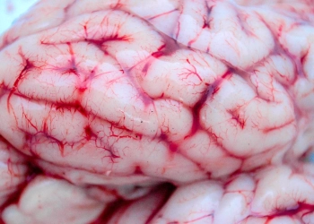 علماء يطورن "حبيبات دماغ" في المختبر يمكنها إصلاح المخ التالف