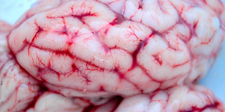 علماء يطورن "حبيبات دماغ" في المختبر يمكنها إصلاح المخ التالف