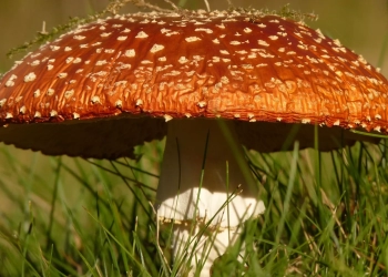 دراسة:‏‎ نوع من الفطر يتواصل "كهربائيا" بين سلالته بعد هطول الأمطار