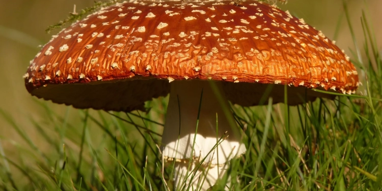 دراسة: نوع من الفطر يتواصل "كهربائيا" بين سلالته بعد هطول الأمطار