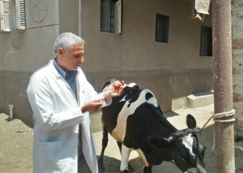 جامعة الزقازيق توجه قافلة بيطرية لقرية الأخميين بمحافظة بالشرقية