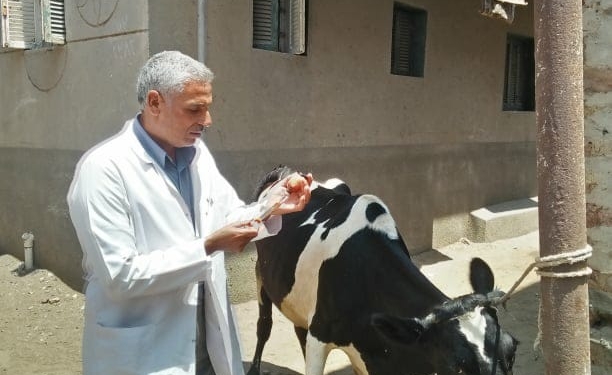 جامعة الزقازيق توجه قافلة بيطرية لقرية الأخميين بمحافظة بالشرقية