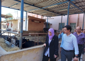 رئيس جامعة بنها يتفقد المزارع الإنتاجية والزراعية بكليتى الزراعة والطب البيطرى