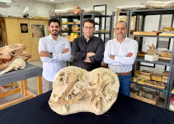 فريق بحثى من الجامعة الأمريكية يكتشف نوع جديد من الحيتان المنقرضة