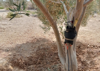 جامعة الملك سلمان الدولية تجرى بحوثًا للتقنيات الرقمية الذكية لحساب الاستهلاك المائي لأشجار الزيتون