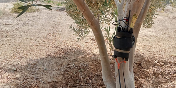 جامعة الملك سلمان الدولية تجرى بحوثًا للتقنيات الرقمية الذكية لحساب الاستهلاك المائي لأشجار الزيتون