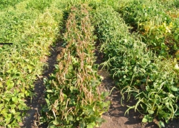 أكاديمية البحث العلمي: إنتاج أصناف جديدة من بعض الخضراوات