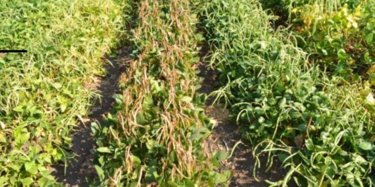 أكاديمية البحث العلمي: إنتاج أصناف جديدة من بعض الخضراوات