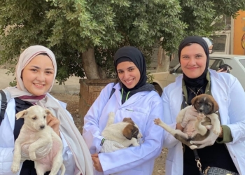 كلية الطب البيطري بالجامعة المصرية الصينية تطلق حملة لإنقاذ حيوانات الشوارع