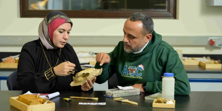 فريق من الجامعة الأمريكية يكتشف جمجمة لآكل لحوم من الثدييات المفترسة التي استوطنت مصر قبل نحو 30 مليون عاما