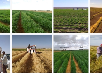 أكاديمية البحث العلمي تعلن إطلاق المرحلة الثانية من المزرعة البحثية النموذجية بالمغرة