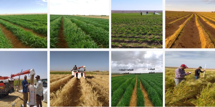 أكاديمية البحث العلمي تعلن إطلاق المرحلة الثانية من المزرعة البحثية النموذجية بالمغرة