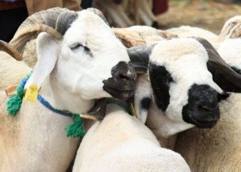 ما حكم أضحية عيد الأضحى وشروطها؟ متى تُذبح؟ كيفية اختيارها؟