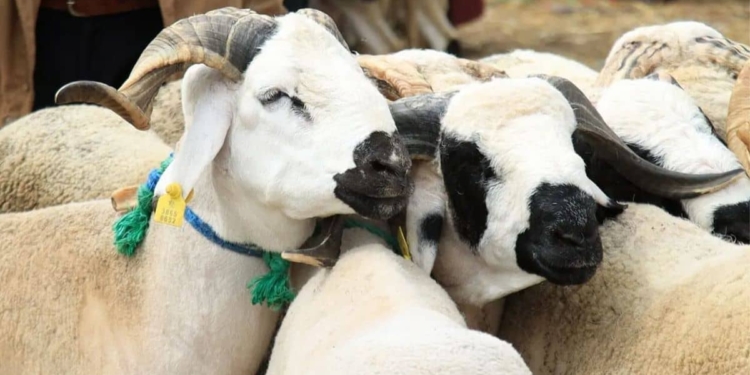 ما حكم أضحية عيد الأضحى وشروطها؟ متى تُذبح؟ كيفية اختيارها؟