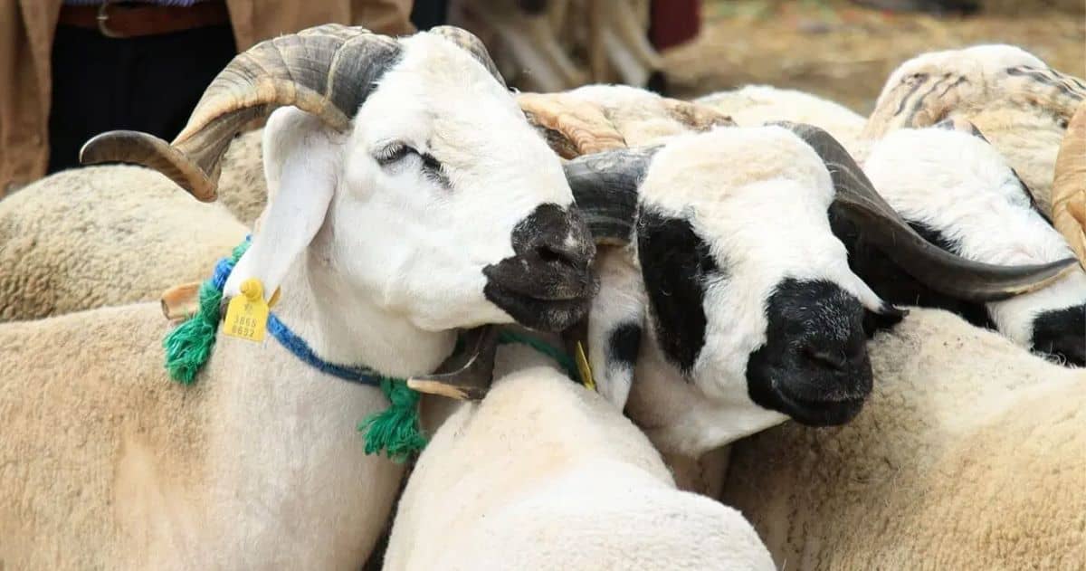 ما حكم أضحية عيد الأضحى وشروطها؟ متى تُذبح؟ كيفية اختيارها؟