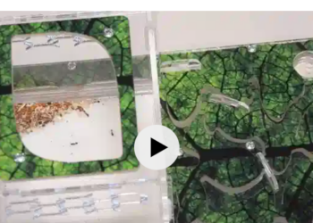 بريد فضائي ونمل رحالة: تلاميذ يقترحون مشاريع رائدة لاستكشاف الكون