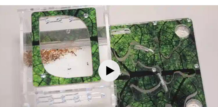 بريد فضائي ونمل رحالة: تلاميذ يقترحون مشاريع رائدة لاستكشاف الكون