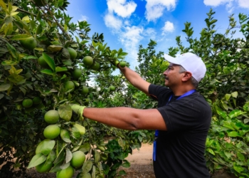بدء تصدير البرتقال المصرى