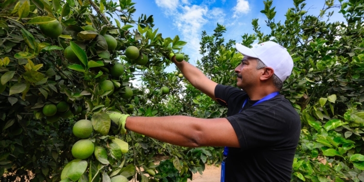 بدء تصدير البرتقال المصرى