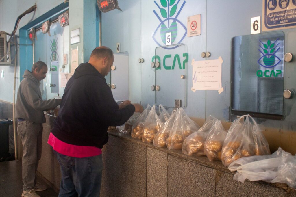 عينات من البطاطس لتحليلها فى المعمل