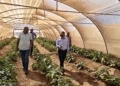 بحوث الصجراء يدعم زراعة حلايب وشلاتين