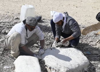 جامعة الوادي الجديد تحقق كشفًا عالميًا باكتشاف أول سلحفاة بحرية عملاقة من عصر الديناصورات في أفريقيا