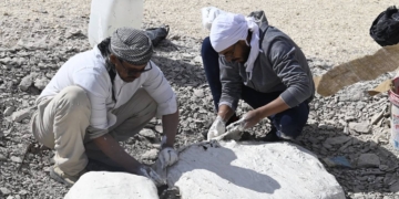 جامعة الوادي الجديد تحقق كشفًا عالميًا باكتشاف أول سلحفاة بحرية عملاقة من عصر الديناصورات في أفريقيا