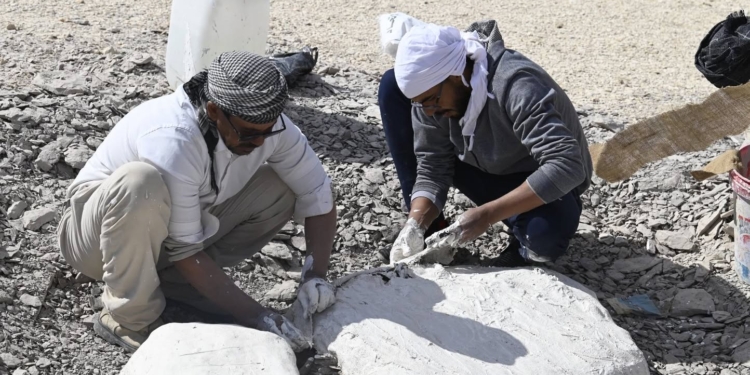 جامعة الوادي الجديد تحقق كشفًا عالميًا باكتشاف أول سلحفاة بحرية عملاقة من عصر الديناصورات في أفريقيا