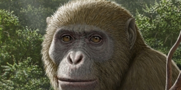 اكتشاف علمى عالمى يقدمه فريق بحثى بجامعة المنصورة عن تطور اسلاف القردة