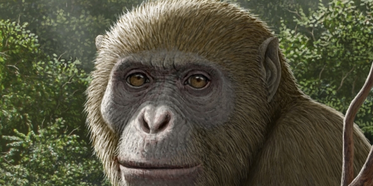 اكتشاف علمى عالمى يقدمه فريق بحثى بجامعة المنصورة عن تطور اسلاف القردة