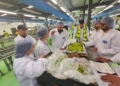 العنب المصري على موائد الأرجنتينيين قريبًا.. ووفد فني من بوينس آيرس يفحص المزارع تمهيدًا للاستيراد