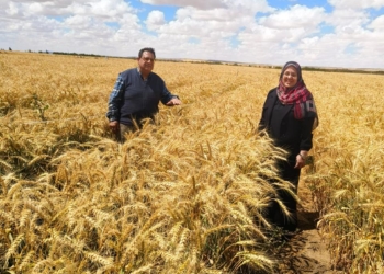  “بحوث الصحراء”  تحقق سبق علمي يرفع إنتاجية القمح في الأراضي شديدة الملوحة باستخدام تكنولوجيا النانو